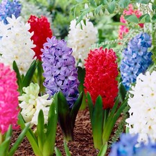 Garden State Bulb Giant Mixed Hyacinth Flower Bulbs, 15/16cm, Fragrant picture