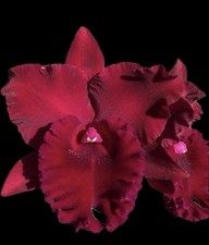 Pot. Hey Song ‘Tian Mu’ Cattleya Orchid plant BS 4” BLOOMING SIZE Large RARE H picture