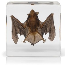 Real Bat In Resin Block Oddities Halloween Weird Creepy Strange Mystical Science picture