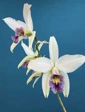 Laelia anceps veitchiana Rare Orchid Species 2” Pot picture