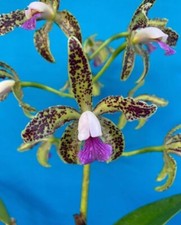Cattleya guttata Coer Gabriel AM X Coer Isabel AM Species Orchid Eros 2” Pot picture