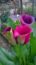 Imported Veriety Calla Lily Flower Bulbs Home Outdoor Flowering pack of 2 bulbs picture