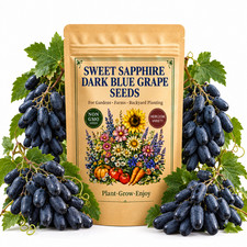 50 Sweet Sapphire Dark Blue Grape Seeds - Fruit Garden for Home Planting Outdoor picture