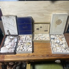 Lot vintage Assorted Seashells Marine Fossils Unique Beach Nautical Decor  7 lbs picture
