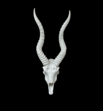 Blackbuck Indian antelope skulls Man Cave Taxidermy faux replica Interior Design picture