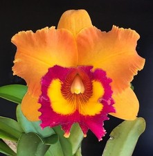 Rlc Nakorncharisi Delight '#3' Near bloom sz cattleya orchid clone. lg fragrant picture