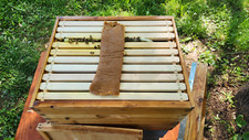 2 LB Pollen Ultra Bee Patties 15 % Crude Protein FOR BEES NO INTERNATIONAL picture