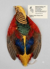 Golden Pheasant Skin  Premium Grade Complete Pelt for Fly Tying & Crafts picture