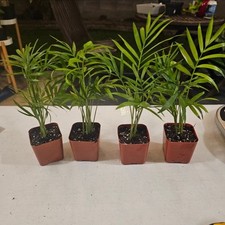 Parlor Palm Bundle  4 Plants 2 In Pot | Chamaedorea elegans | Neanthe Bella Palm picture