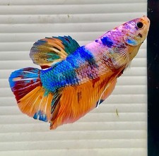 US SELLER (NEW) Male Giant Candy 🍭 Nemo Betta 3” Imported from Thailand picture