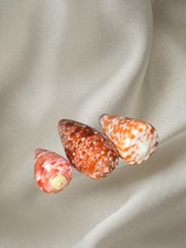 GEM Set of 3 Conus Cone Shells – Bullatus 49mm Pertusus 33mm Tessulatus 42mm picture