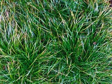 30+ Dwarf Mondo Grass Bare Roots Monkey O. Japonicus picture