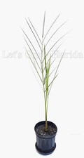 Pseudophoenix vinifera Palm Tree picture