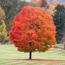 1  Sugar Maple Tree 12-24