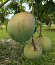 Live Grafted Pina Colada Mango Tree - 3 Gal Pot - Fruit Tree - No Ship to CA picture