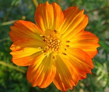 Cosmos Sulphur Dwarf Orange Flower Seeds   picture