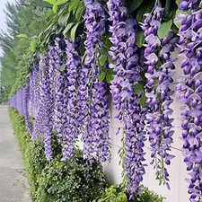 Hanging Faux Purple Wisteria Wedding Floral Decor - 24 pcs, 72 Branches Total picture