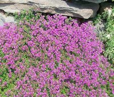CREEPING THYME Thymus Serpyllum Ground Cover - 200,000 Bulk Flower Seeds picture