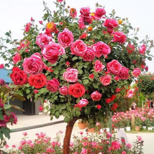 285PCS Mixed Tree Rose Seeds – Multi-Color Rose Tree Flowers for Planting – Hard picture