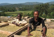 Ethiopian Yirgacheffe Coffee Beans | Fresh New Crop | Medium Roasted 5 X 1 LB picture