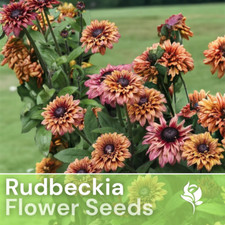 Sahara Summer Hues Rudbeckia Seeds 125+ Seeds Annual Flower Seeds Garden picture