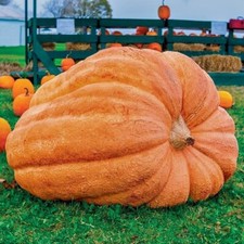 10 Dill's Atlantic Giant Pumpkin Seeds - Heirloom ---- WORLD RECORD --- NON GMO picture