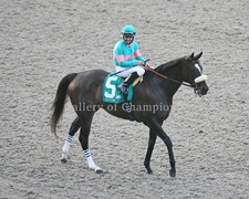 Zenyatta 2010 Clement Hirsch Post Parade Photo 8