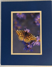 Original Butterfly Flowers Nature Print by Gary Crandall 8x10 Matted  Photo NEW picture