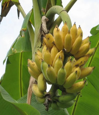 Dwarf Banana Tree - Namwah Banana Plant - 4 to 6in tall, Well Rooted picture