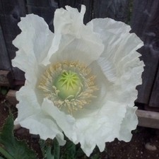Stratified Peshawar White Pakistani Papavaer Somniferum Poppy Seeds For Planting picture