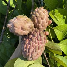 Rare Lisa Atemoya- 25 seeds, fresh, organic picture