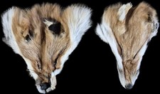 Tanned Red Fox Fur Face For Crafts, Decor, Taxidermy & Garments picture