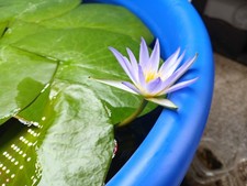 Genuine Nymphaea Caerulea (Egyptian Water Lily) Seeds - 25 Count (US Seller) picture