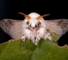 5X Dot-Lined Moth eggs RARE LIMITED AMOUNT  Silkmoth lepidoptera Live feeder picture