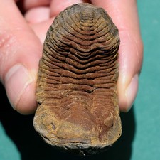 Trilobite, Eldredgeia venustus: Bolivia devonian trilobite fossil picture