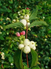 (5)White Snowberry Symphoricarpos albus bare root live plant picture