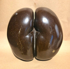 Rare Vintage Coco De Mer Seychelles Double Coconut Seed Pod Specimen Cabinet Art picture