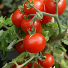 Cherry Tomato Seeds (Large Red) | Heirloom / Non-GMO |  | 1025 picture