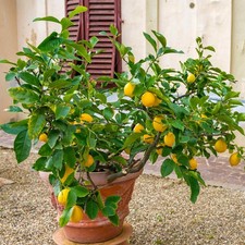 Improved Meyer Lemon Bush picture