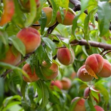 Peach Fruit Snacks® Sweet Sensation™ picture