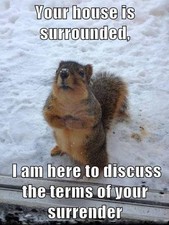Funny Squirrel  refrigerator magnet 3 1/2 x 4 1/2 picture