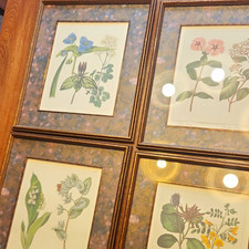 Bombay Company Private Collection The Edwards Botanicals Sydenham Edwards 1988 picture