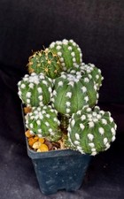 Echinopsis subdenudatum cv. Fuzzy Naval, lot of 6+ cactus plants picture