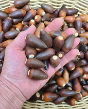 2026 VINTAGE NAPA VALLEY CALIFORNIA, NATIVE “VALLEY OAK” (QUERCUS LOBATA) ACORNS picture