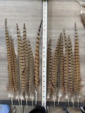 12 Ringneck Pheasant Tail Feathers 14-19