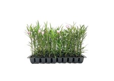 Mexican Petunia Pink | 2 Inch | Ruellia brittoniana | Low Maintenance | Hardy picture
