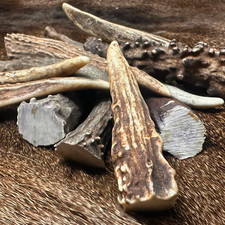 10 Pack - Med. Deer Antler Gnarly Tips * Grade A * Brow Tine Pendants- 2