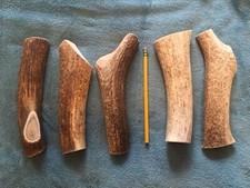 1 Huge COLOSSAL JUMBO Whole Elk Antler Dog Chew SALE XXL (1 Ea) BIG Treats Chews picture