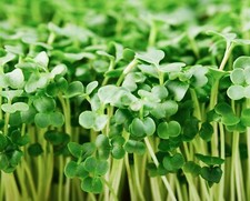 Organic Broccoli MICROGREEN Seeds | Heirloom Non GMO Sprouting Seeds picture