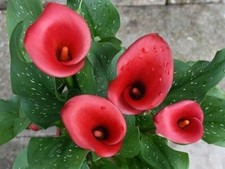 1 RED EMOTION Zantedeschia/Calla Lily Bulb 14/16 cm - US Seller picture